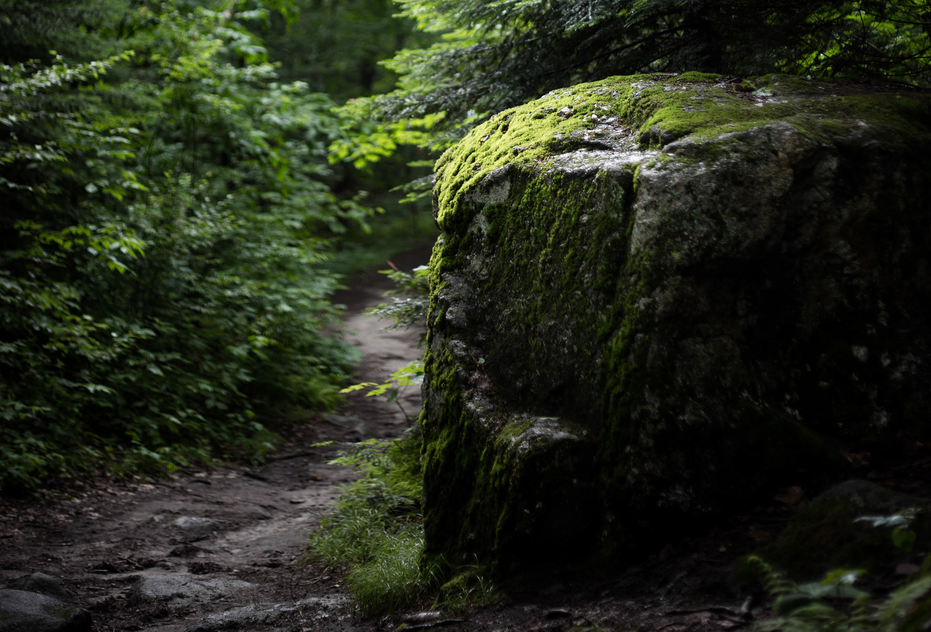 Im Wald sind wir mit uns und der Natur im Einklang
