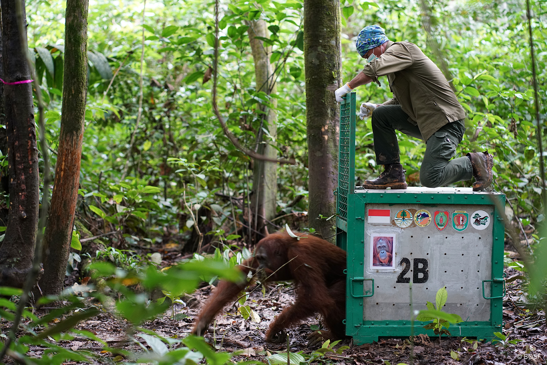 Auswilderung eines Orang-Utans