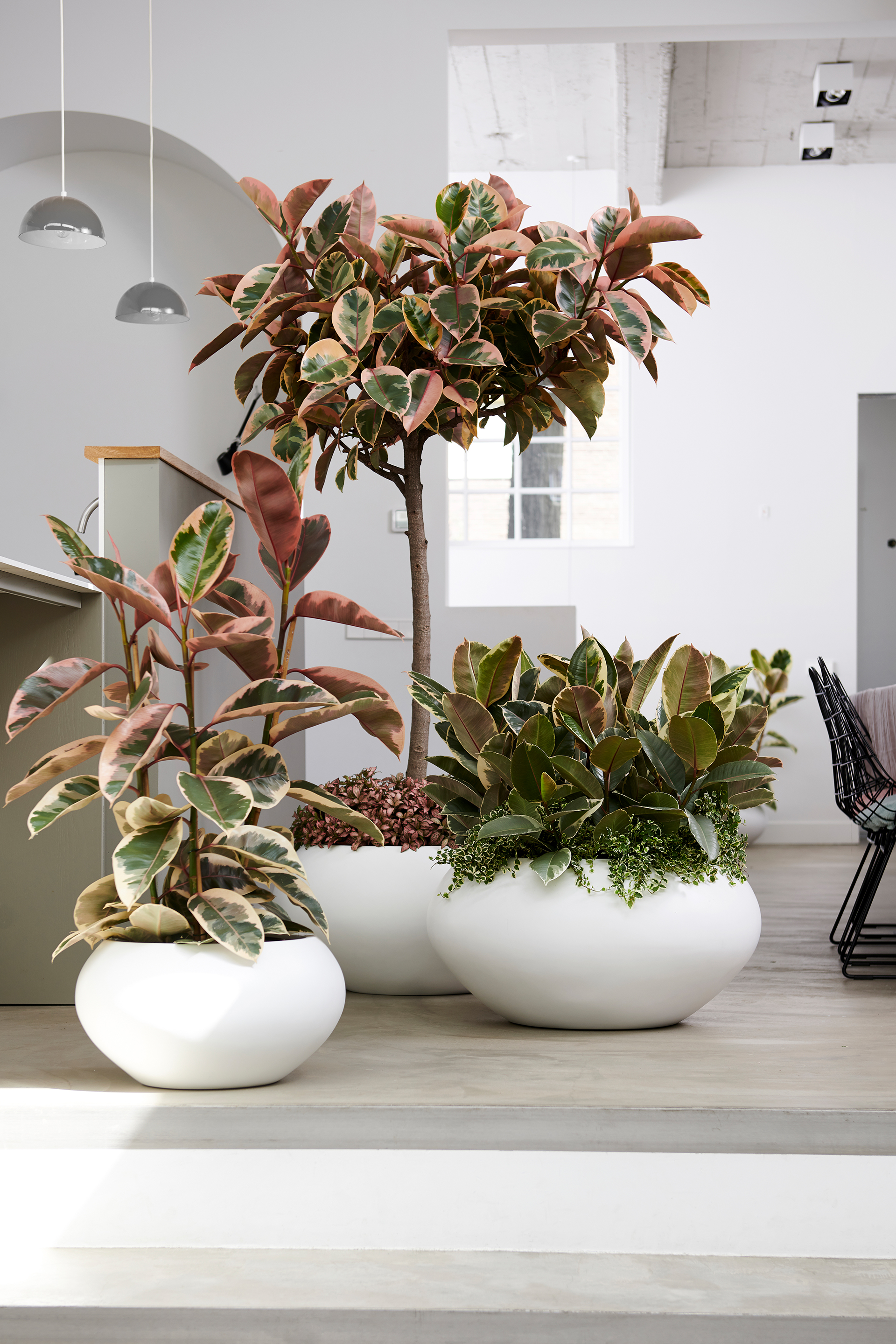 Der Ficus macht in weißen, runden Töpfen eine hervorragende Figur