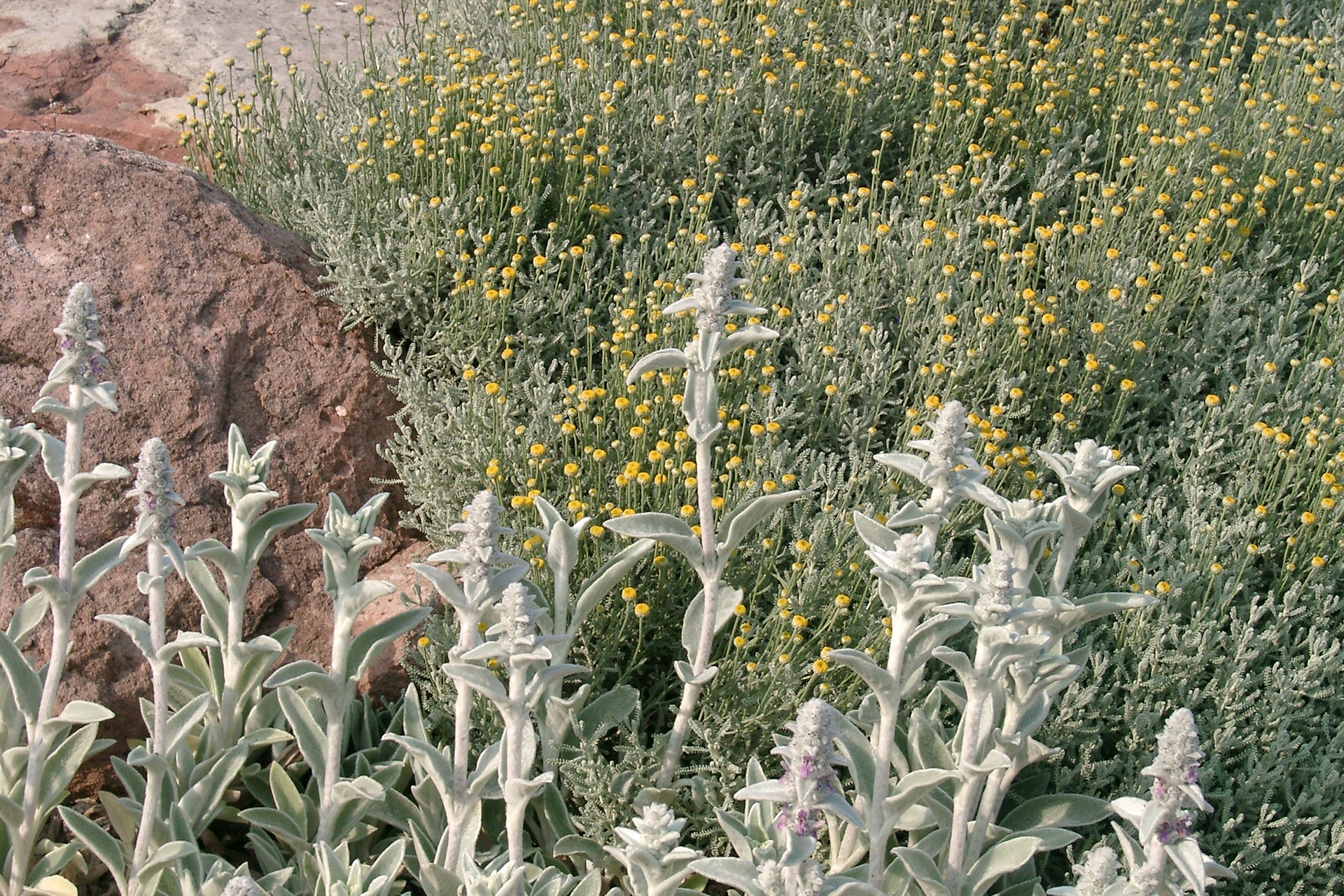 Silbriger Glanz: Der feine Flaum des Woll-Ziests (Stachys byzantina) und die silbrige Bereifung des Currykrauts (Helichrysum italicum) reflektieren einen Teil der Strahlung.