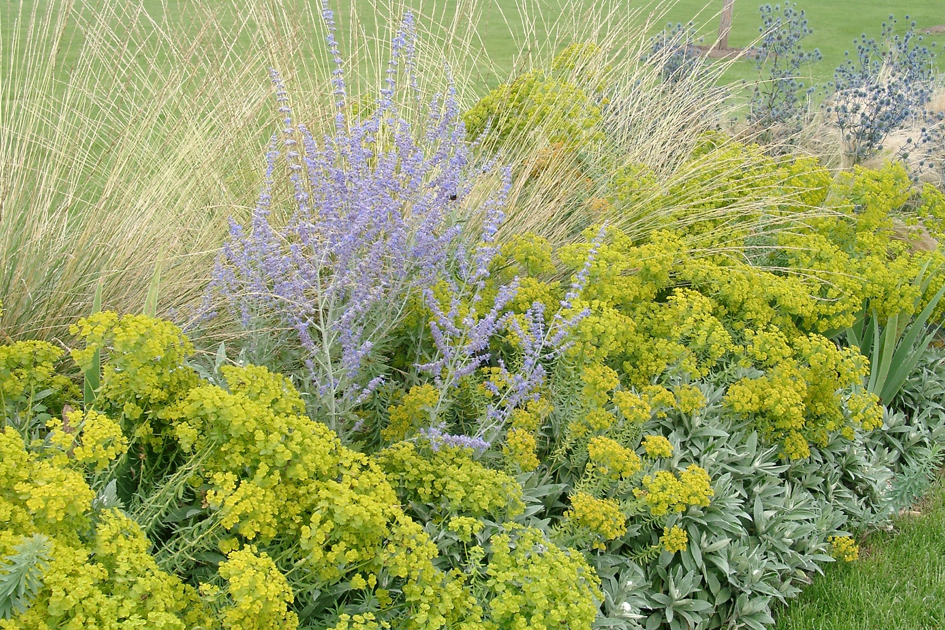 Gegen Fernweh: Mit Blauraute (Perovskia atriplicifolia), Steppen-Wolfsmilch (Euphorbia seguieriana ssp. niciciana), Kleinem Mannstreu (Eryngium planum) und Ziergräsern kommt Urlaubsstimmung auf. 