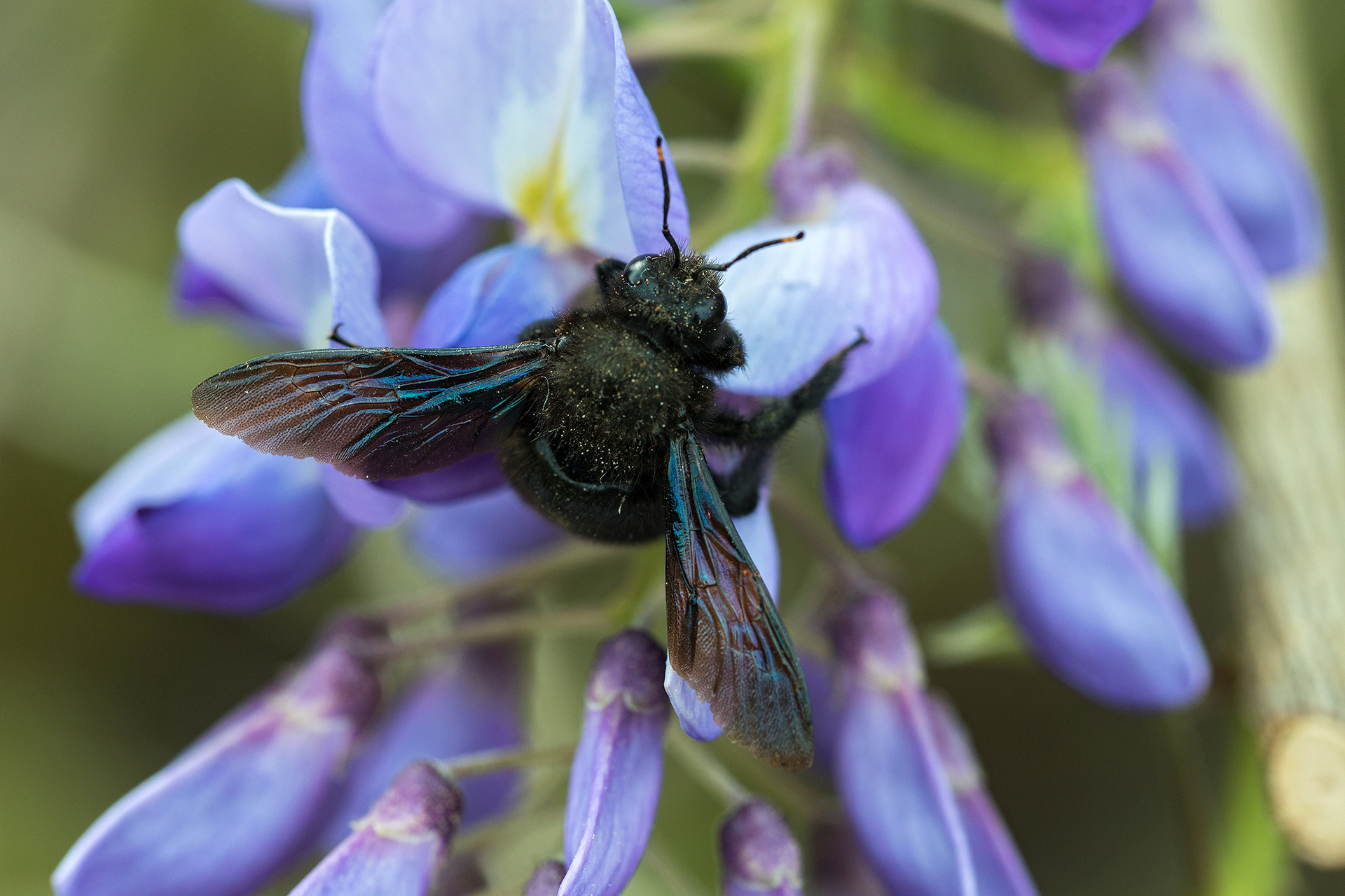 Die Blaue Holzbiene profitiert als eine der wenigen vom Klimawandel ...