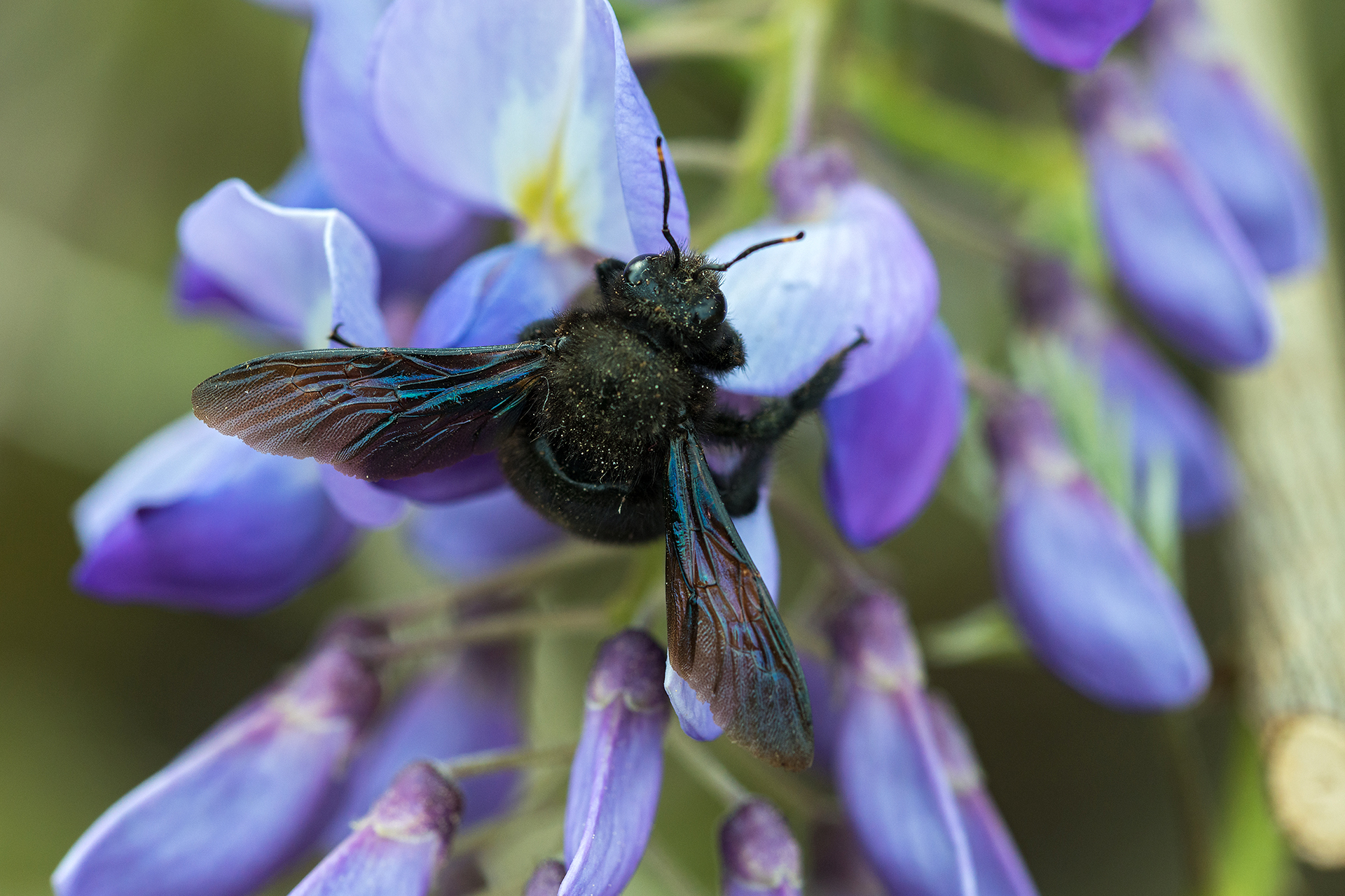 Die Blaue Holzbiene profitiert als eine der wenigen vom Klimawandel ...
