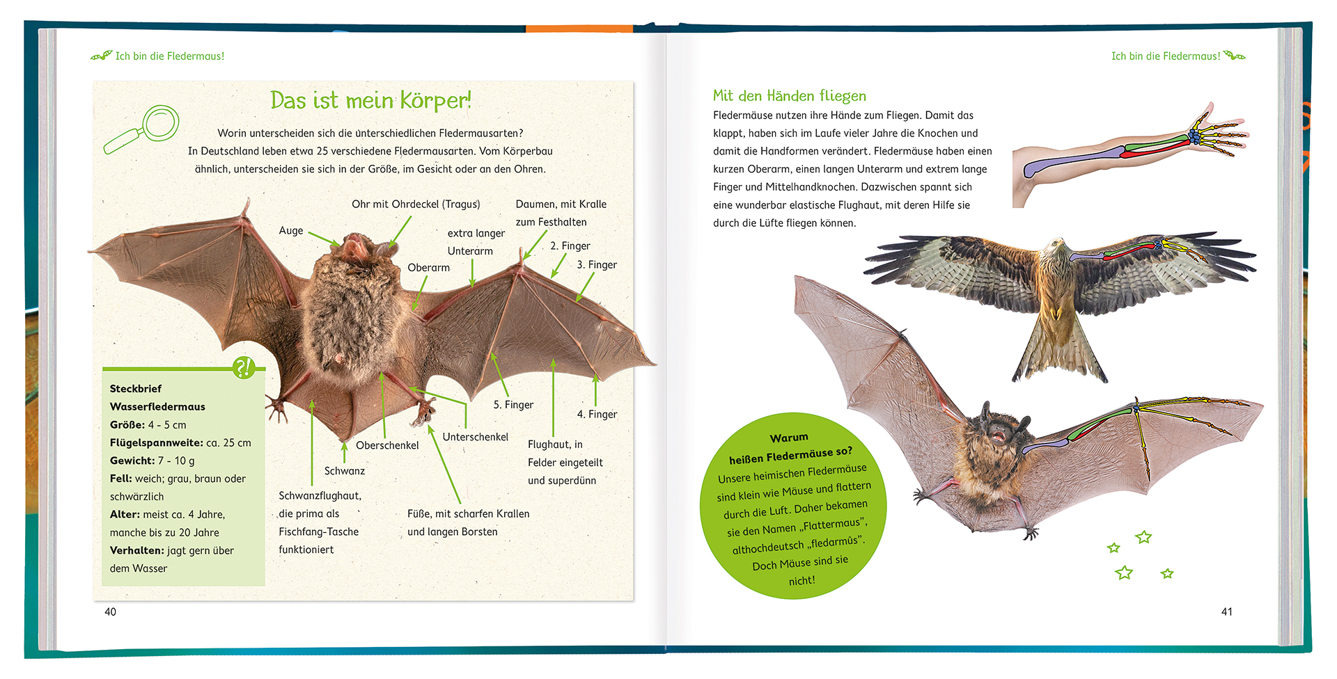 WILD! Die Fledermaus – Beispielseiten 40 und 41