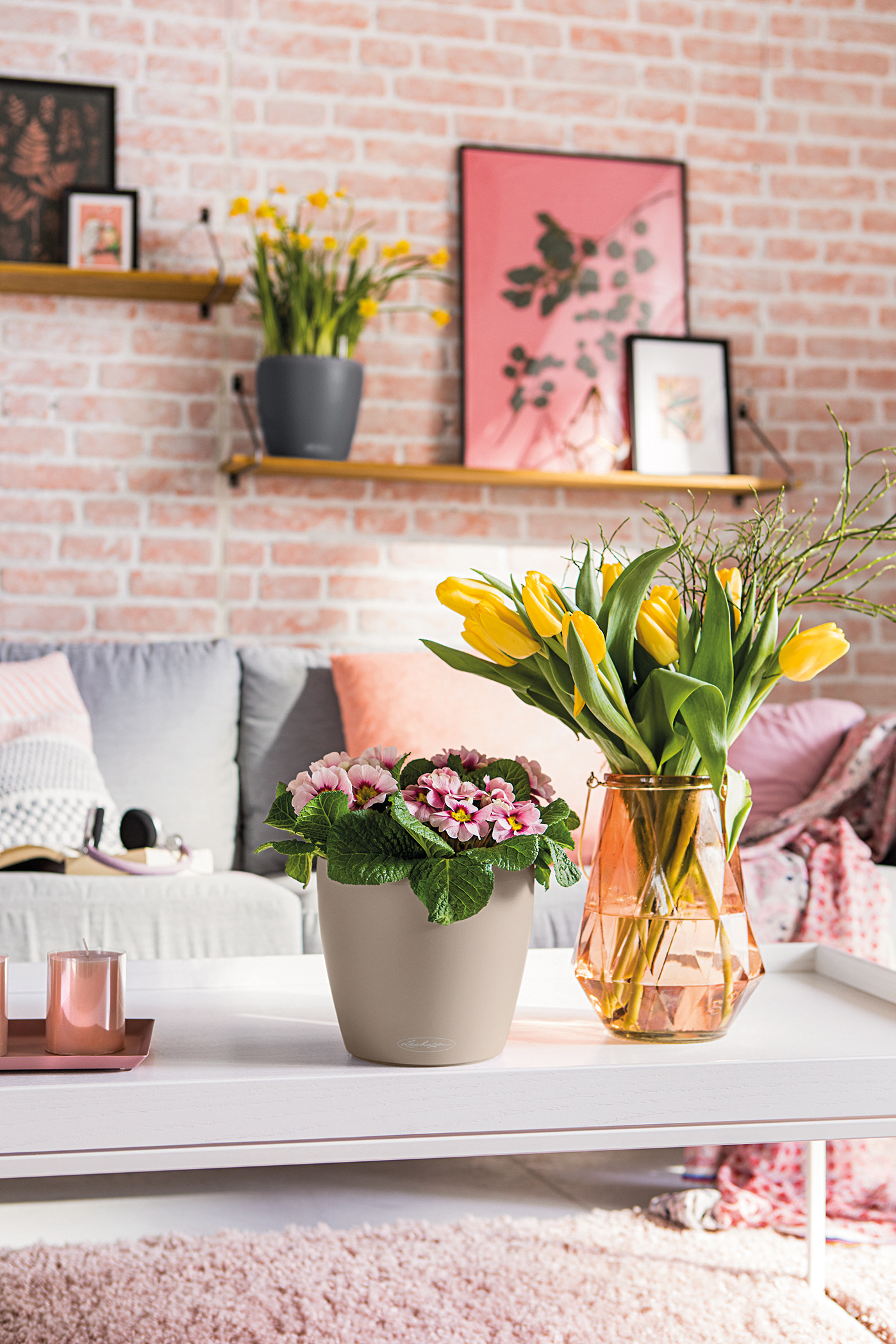 Mit Primeln im CLASSICO Color holst du dir im Handumdrehen den Frühling ins Haus