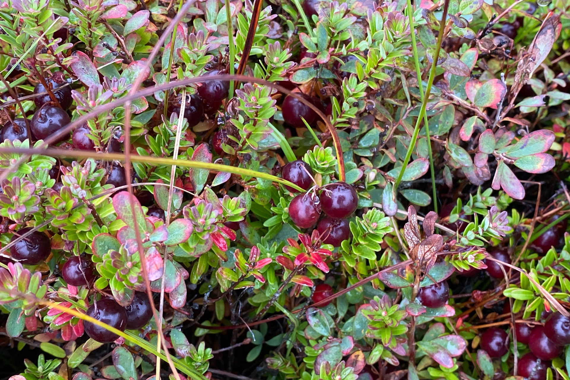 Sylter Beeren für Sylter Marmelade